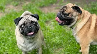 Pug Cousins Meet Up!