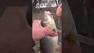 КЛЮНУЛА МОЩНАЯ РЫБА. На реке ПРОТВЕ. 
