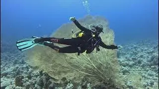 Gordon Reef, Mar Rojo, Abril de 2024