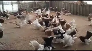 Статные Голуби СКО