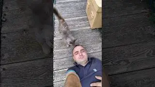 Перевезли пасіку 👍 Дуже втомлений, але кіт мене радує! 😺 #бджільництво #влог #beekeeper