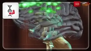 [How it works] How does our brain learn to read?