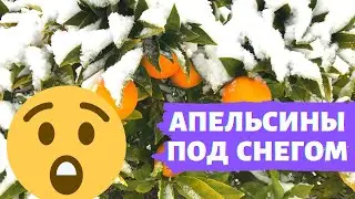 Редкое событие в Лас-Вегасе, Невада, США. Снег в пустыне. Зима в Америке.