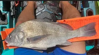 Rad Reef Holds BIG (Catch And Cook In Kayak) Fishing With Pinfish And Shrimp For Mangrove Snapper