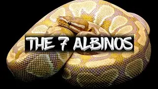 The 7 Albinos (Ball Pythons)