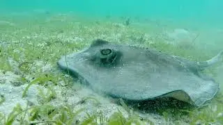STINGRAY VIDEO IN ST JOHN MAHO BAY US VIRGIN ISLANDS go pro video