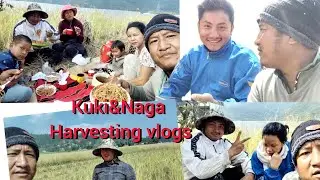 KUKI&NAGA HARVESTING MILONG LOUVA CHANGVOHNA.NAKIPA NOMLE VELHUNG IN GAMTIN SEIKIT HIMAI CHOHPHOT😳😂