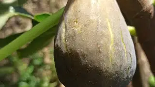 Поспел крупный и очень вкусный инжир 