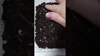 Посеяла прострелы 😊❤🎉