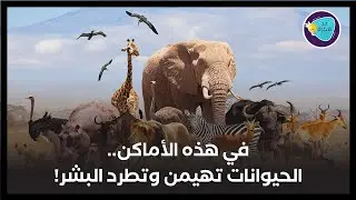 الاحتلال الحيواني للأرض