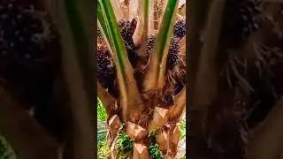 PAKAI METODE TANAM APA BUAH BISA LEBAT LIHAAAT YA....