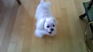 2012-01-23 식탁 및 애교 뚜비