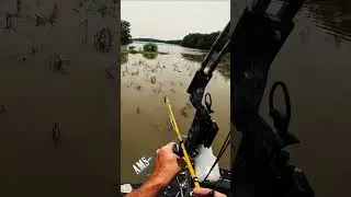 Grass Carp Stand Off.  #amsbowfishing #bowfishing #bowfishinglife #short