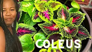 How to grow Coleus from Seed Easily! 🌱✨