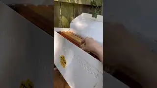 Bee Roll from the Trash Bin