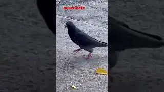La paloma peso pluma #reels #viral #pesopluma