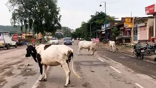 Cows on Highway Road