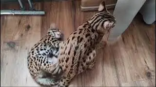 Опасный бой!!!Котенок #алкф1 и #алк #бенгалф1 #леопард