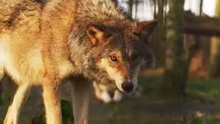 Lion vs wolf fight 