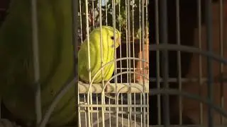Мой друг Попугай по имени Кеша