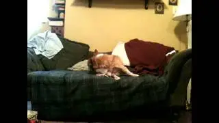 flea bomb