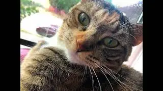Madagascar phonk cat edit