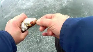 Первый лёд.Десять лунок одна рыбка.