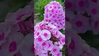 Ах, этих флоксов аромат…#шортс #дача #цветы #сад #garden #flowers #spring