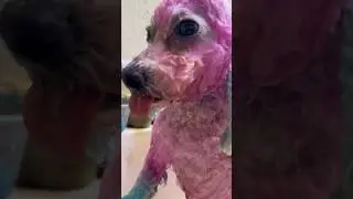 She chased her none Dog Cousin’s so now she’s getting a bath after getting muddy 🙄 🐶 kai!