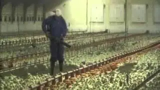 Stalosan на птичнике) Fjerkrævideo GB