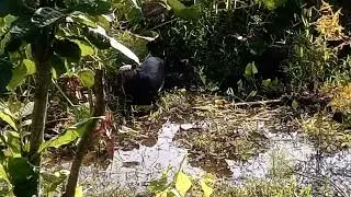 Familia de Chigüiros amigables se dejan grabar