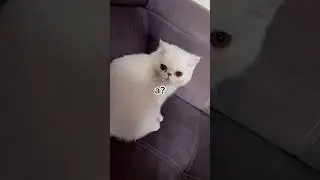 Наливай#котики#рекомендации#shorts