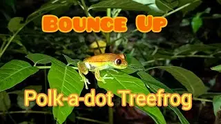 Bounce Up: Polk-a-dot Treefrog (Boana punctata)