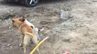 Джип против Жигана.