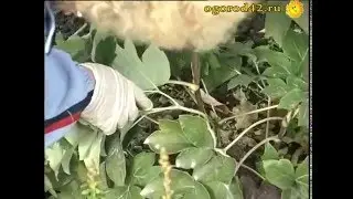 Укрытие на зиму древовидного пиона
