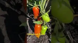 Сибирский Казак #помидоры #томаты #семена #заготовки #соления #овощи #дача #суперурожайныйсорт