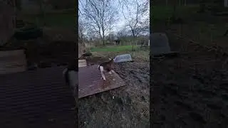 Kampf gegen das Wasser im Ziegengehege 🐐🌧💧🌧 #goat #diy #hoftiergarten
