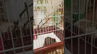 как детёныши хомяка лазает по клетке