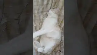 СПОЙ МНЕ МАМА МОЯ...