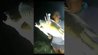 Menombak malam hari banyak ikan terjebak #627