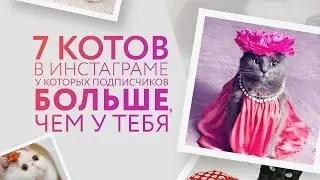 Коты, которых хочется залайкать