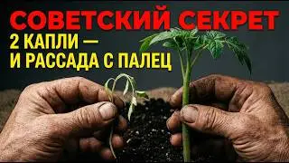 You won't believe what he dropped into the water - the seedlings became thicker than a finger in ...