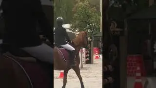 Лис на соревнования