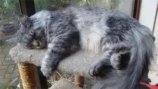 Sleepy Stream (Hardcore Fallout 4)