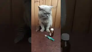 Бедненький Джери, всё никак не поправится😟