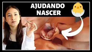 O QUE FAZER QUANDO OVO DEMORA NASCER / PASSARINHO NASCENDO