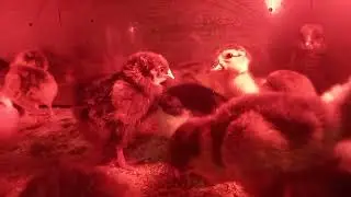 Вес суточного мускусного утенка)))