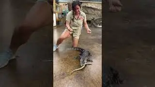 Adorable Gator With A Not so cute Death roll! 😆🐊