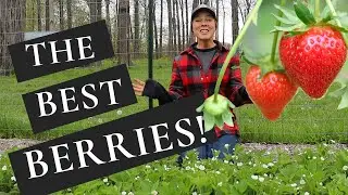 How to Plant and Care for Strawberries + The BEST Tasting Variety!