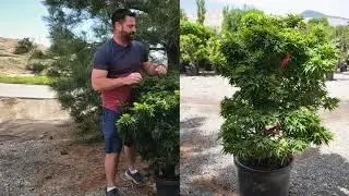 Weird Plant Wednesday Acer palmatum 'Mikawa Yatsubusa' Japanese Maple